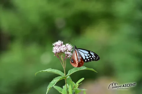 DSC_4300.jpg