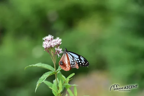 DSC_4298.jpg