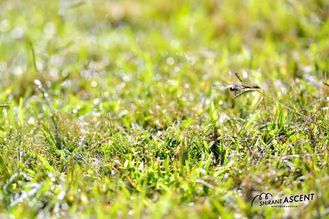 DSC_6214_e.JPG