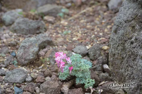 DSC_2690_e.JPG