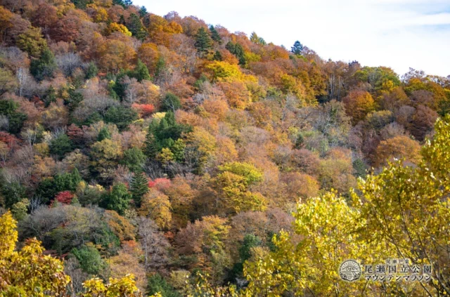 .
10月26日(日)開催
尾瀬戸倉 尾瀬国立公園マウンテンマラソン
エントリー受付中！◆2025年10月26日(日)
尾瀬戸倉尾瀬国立公園マウンテンマラソン
https://oze-nationalpark-marathon.com折り返し地点の富士見田代の先にあるアヤメ平は標高1900mオーバーに位置する湿原で、『天上の楽園』と呼ばれています。素晴らしい自然のある『尾瀬』に『また来たい』と思ってもらえるきっかけを、という想いで開催しています。
本格山岳レースへの参加はちょっとハードルが高いと思われているロードランナーの皆様にも安心して参加いただける、林道を主体とした心地よく登って降ってこれるシンプルなコース設定になっています。キッズレースも同日開催。詳しくは公式サイトをご確認ください。.#日光白根山アセント
#白根アセント
#日光白根山
#尾瀬国立公園マウンテンマラソン
#尾瀬マラソン
#尾瀬
#スカイランニング
#トレイルランニング
#トレラン
#登山
